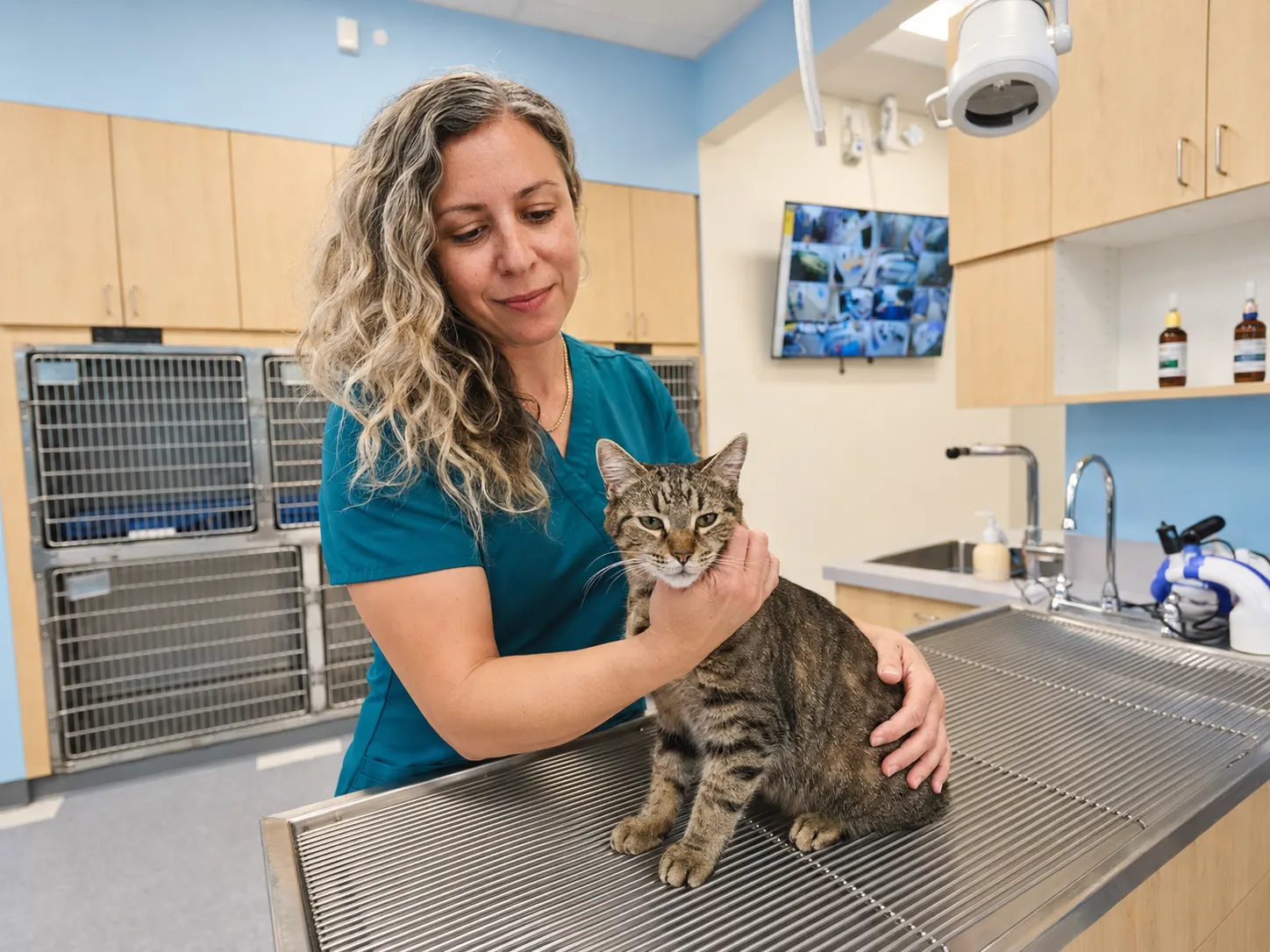 Cat receiving gentle veterinary exam